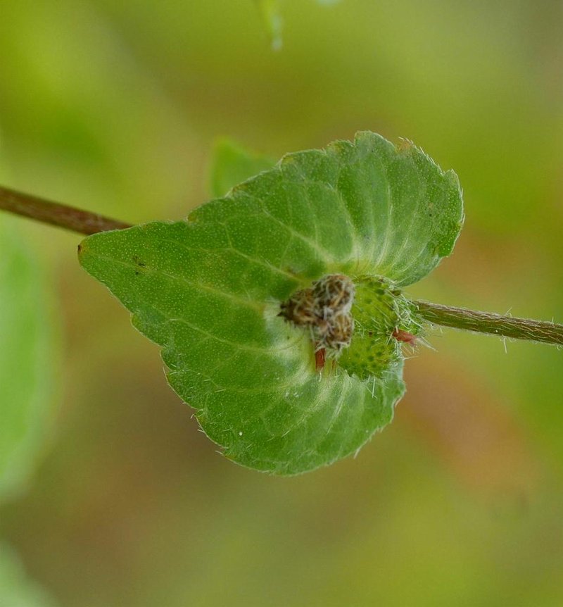 Asian Copperleaf photo 7