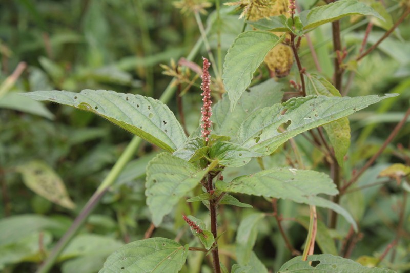 Asian Copperleaf photo 2