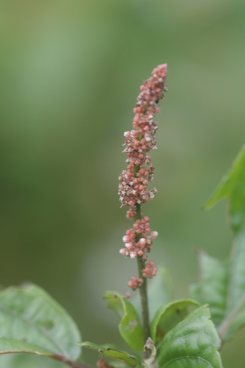 Asian Copperleaf photo 3