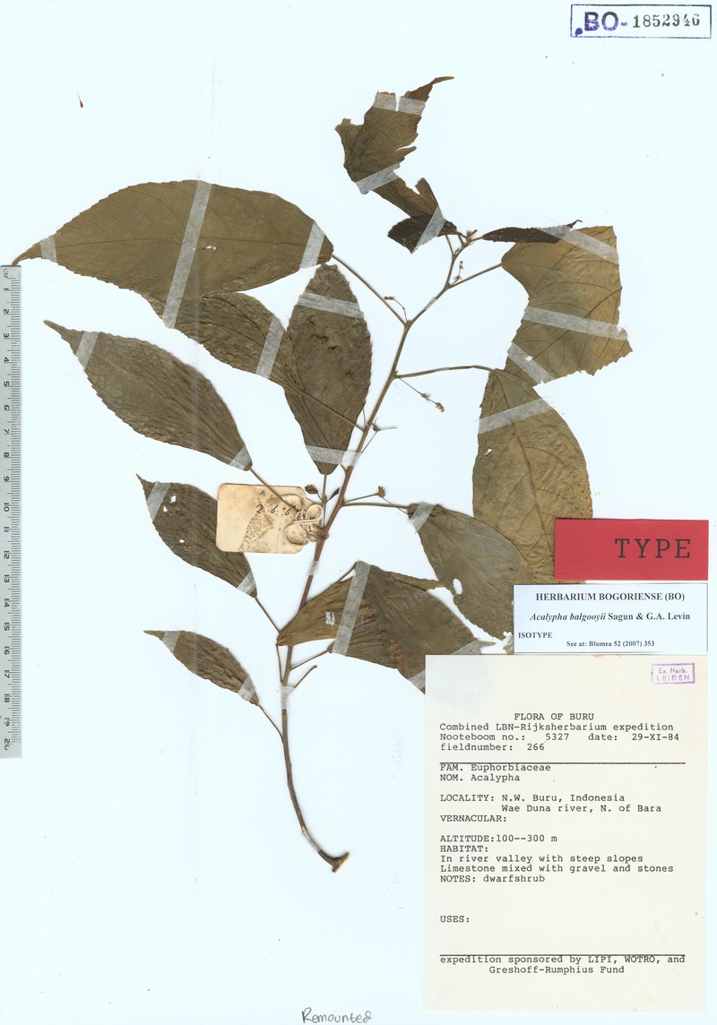 Acalypha balgooyi