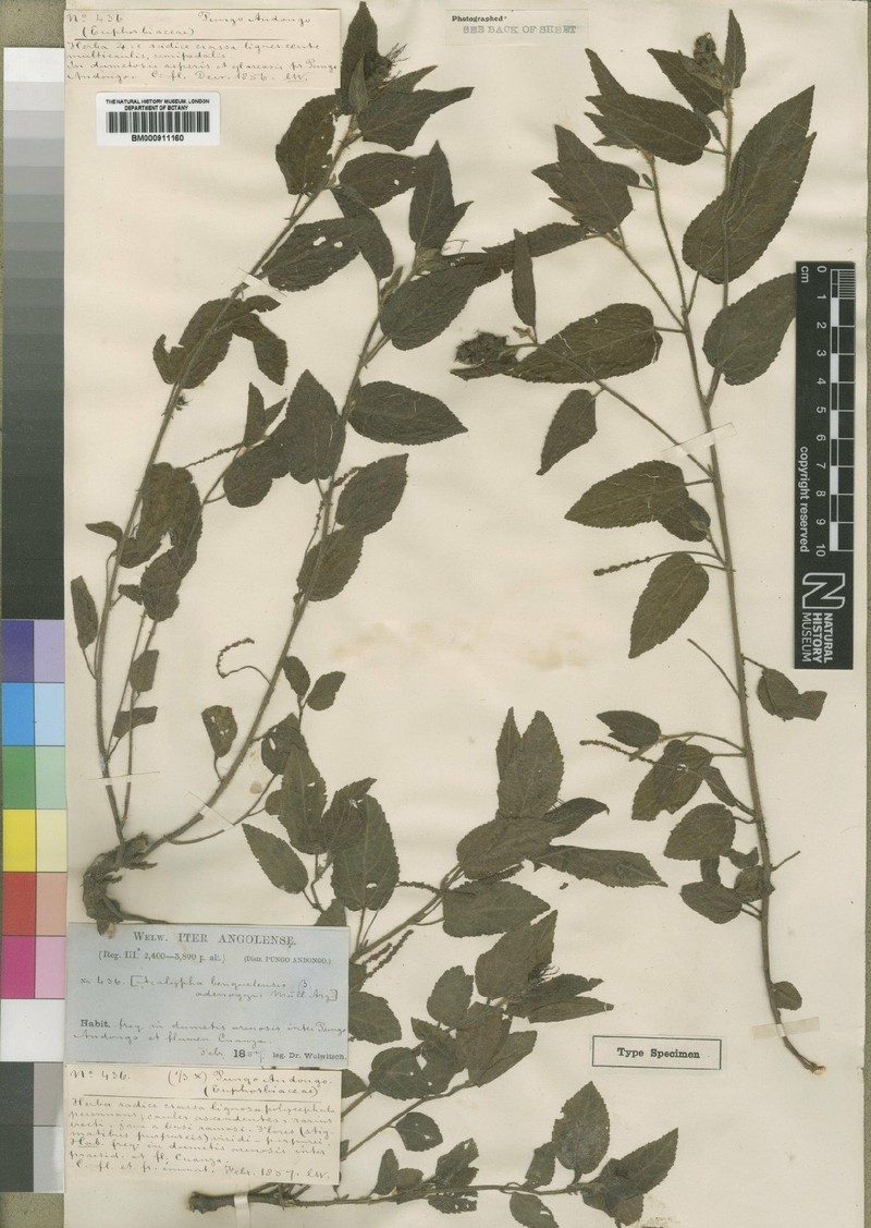 Acalypha benguelensis