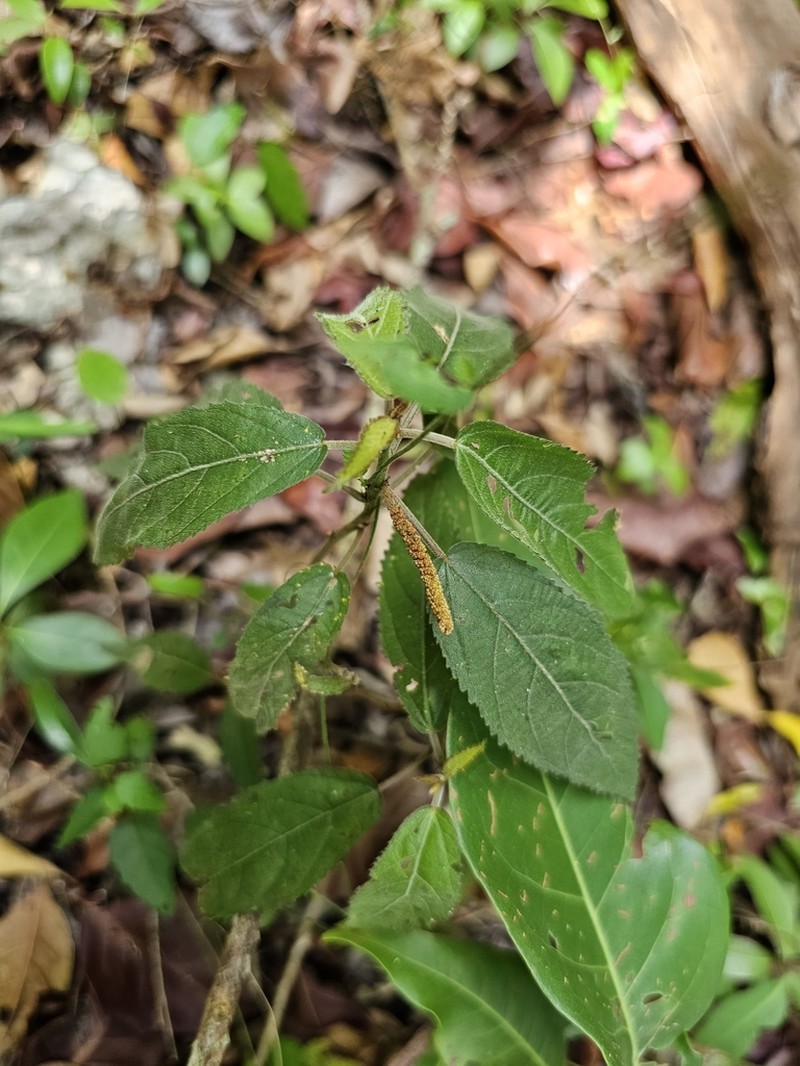 Acalypha berteroana