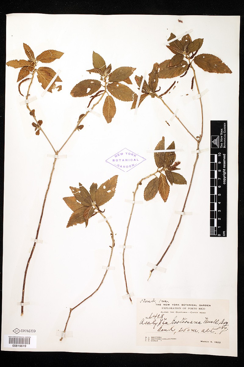 Acalypha berteroana photo 2