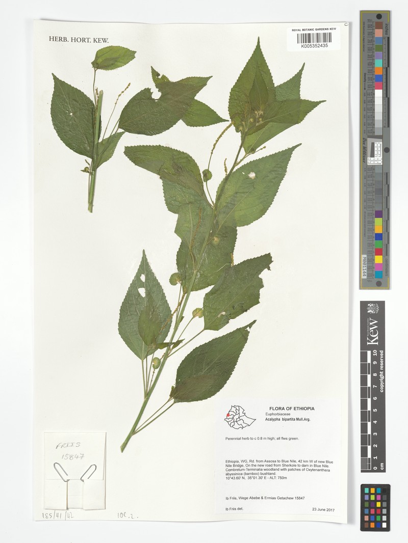 Acalypha bipartita