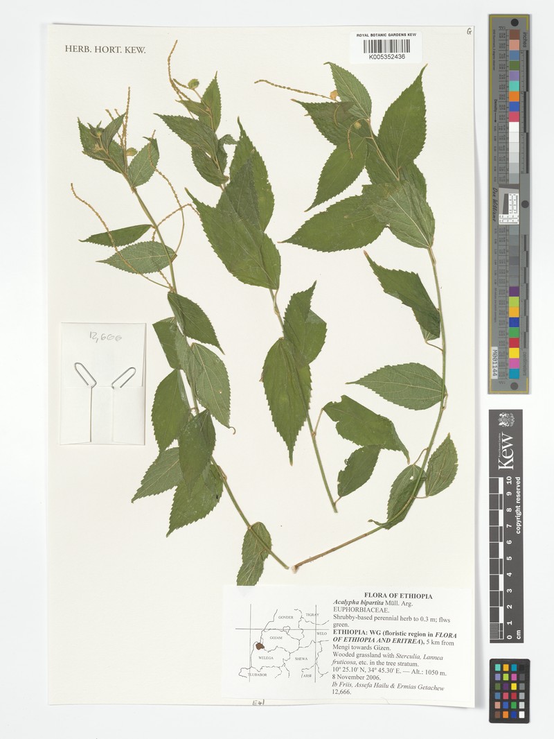 Acalypha bipartita photo 2
