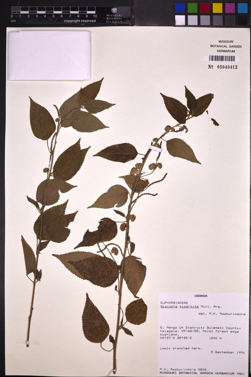 Acalypha bipartita photo 3