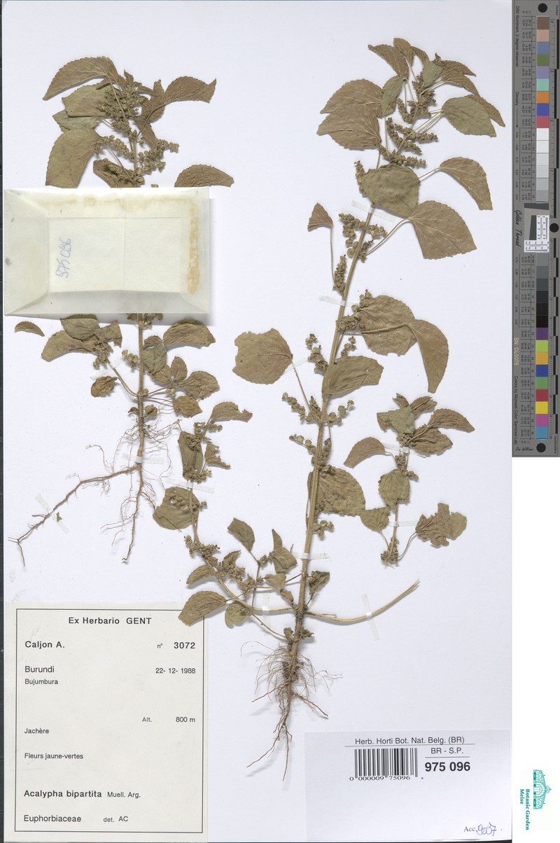 Acalypha bipartita photo 4