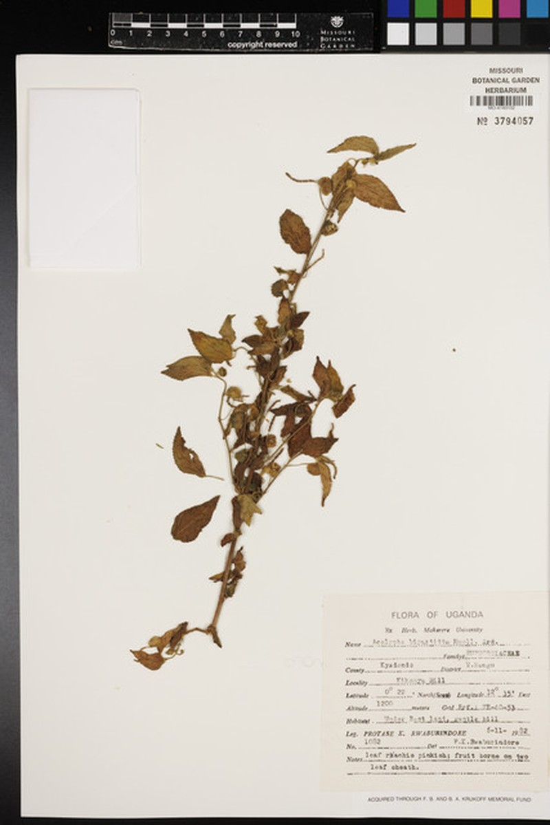 Acalypha bipartita photo 5