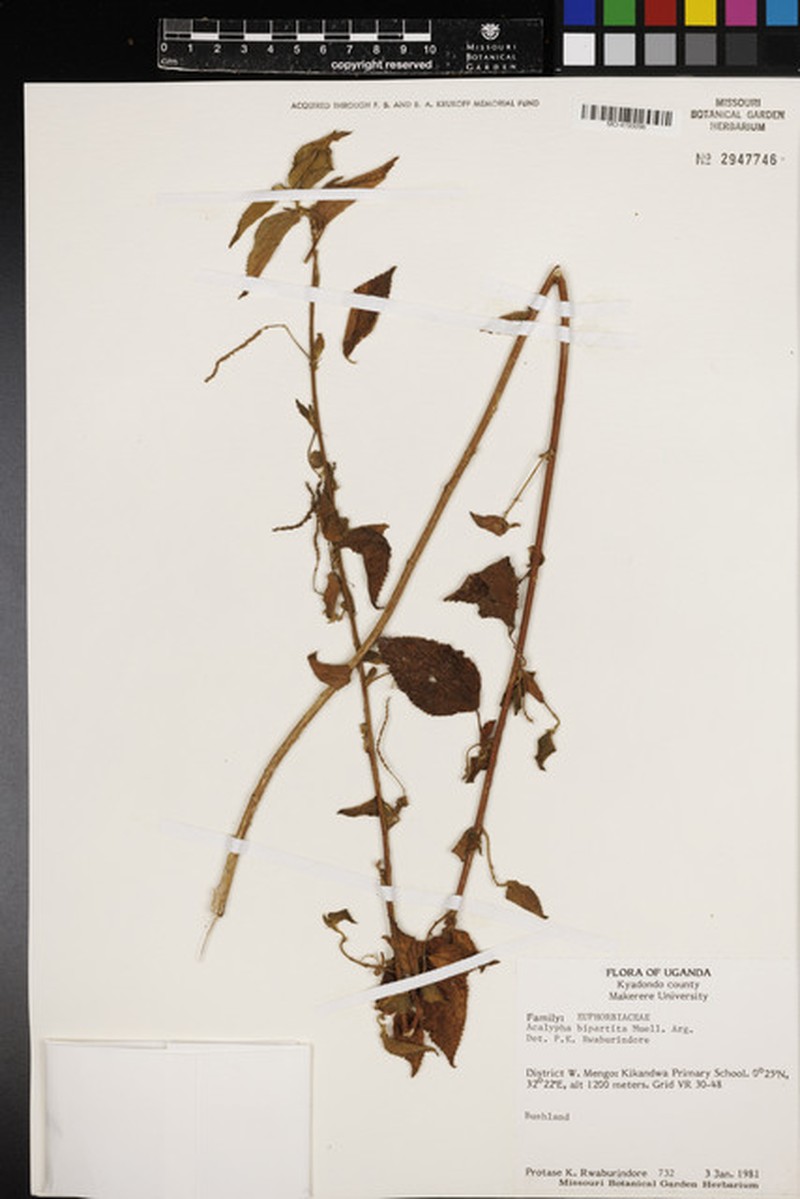 Acalypha bipartita photo 6