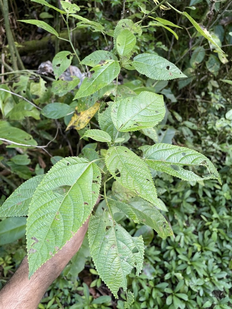Streambank Copperleaf