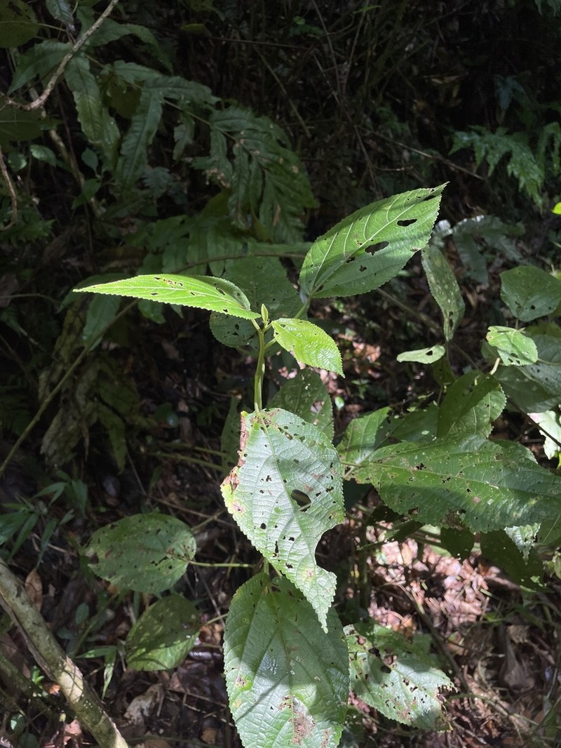 Streambank Copperleaf photo 2