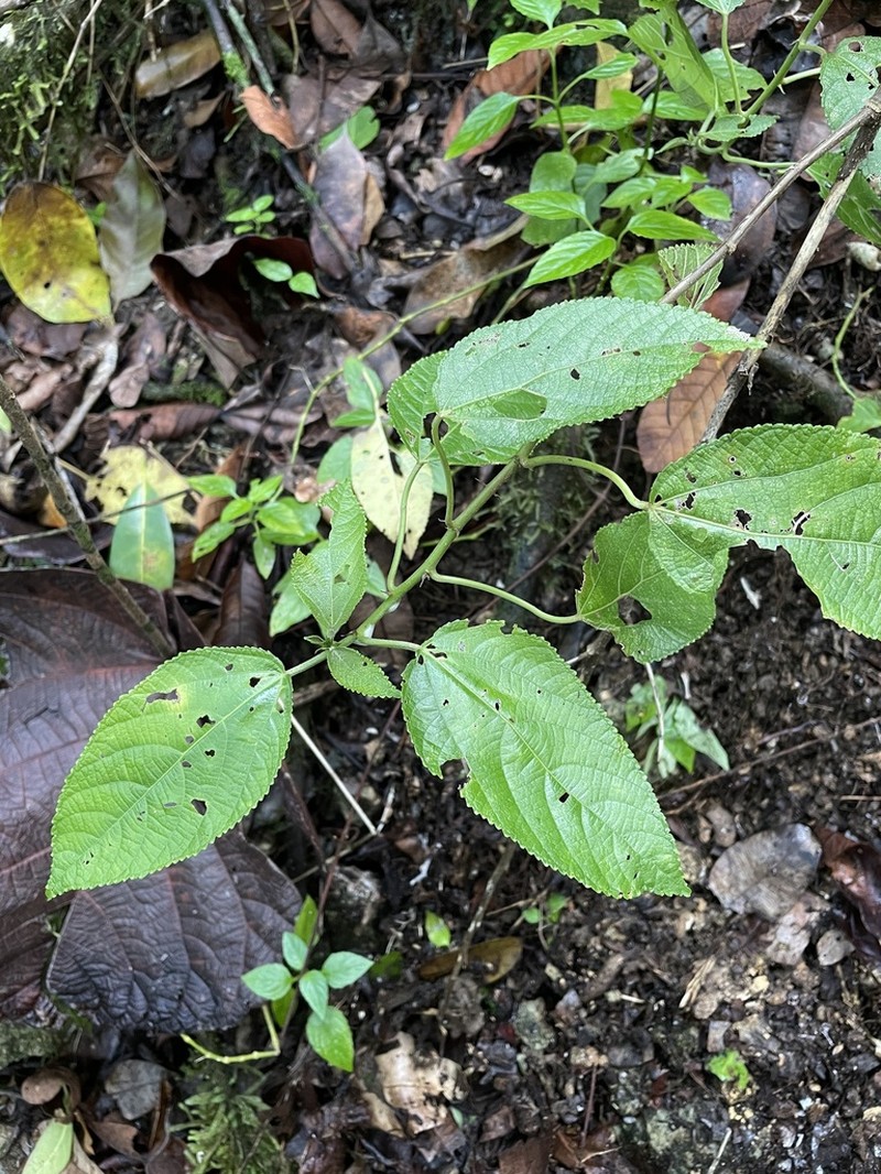 Streambank Copperleaf photo 6