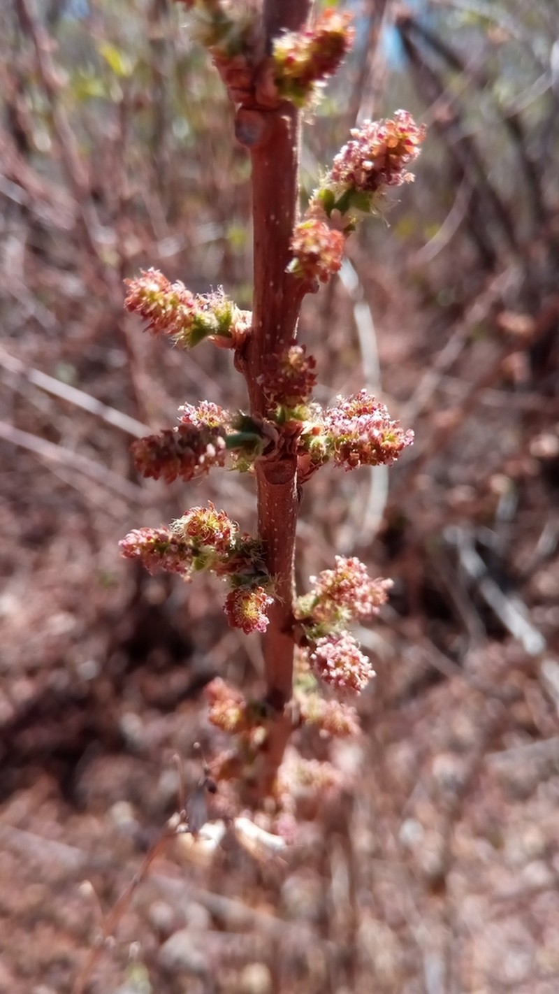 Acalypha boinensis