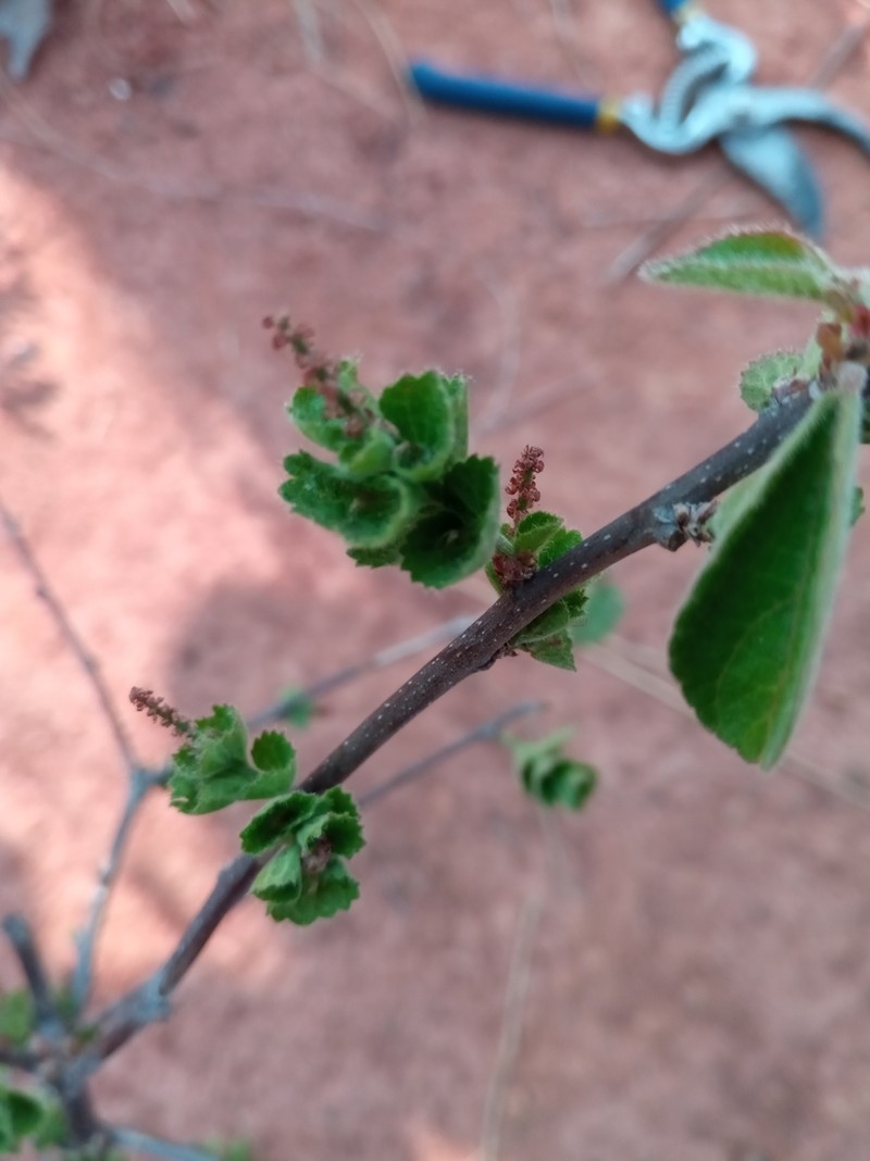 Acalypha boinensis photo 2