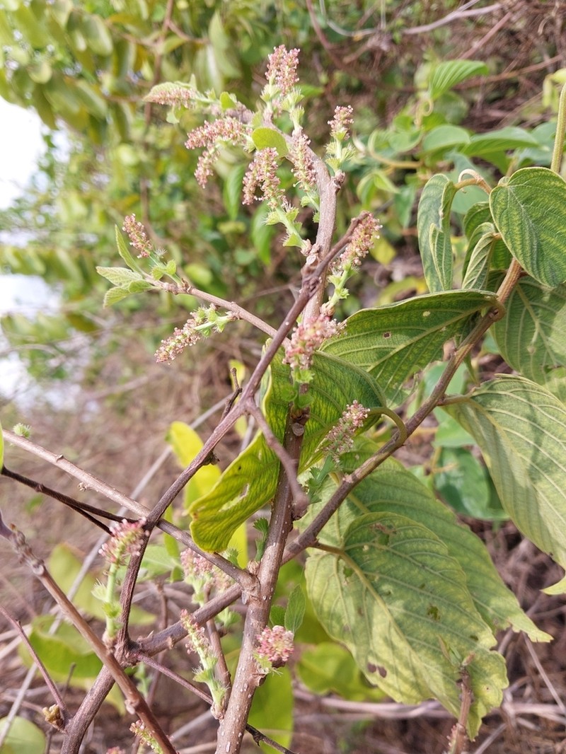Acalypha boinensis photo 3