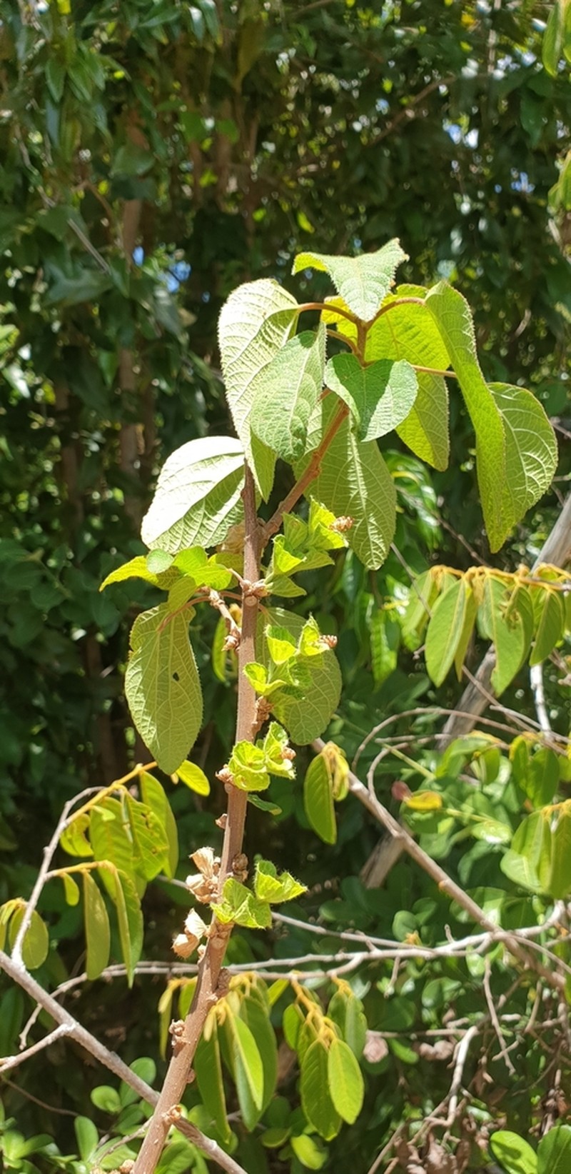 Acalypha boinensis photo 5