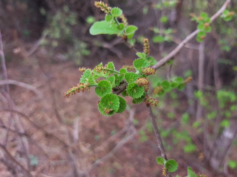 Acalypha boinensis photo 6