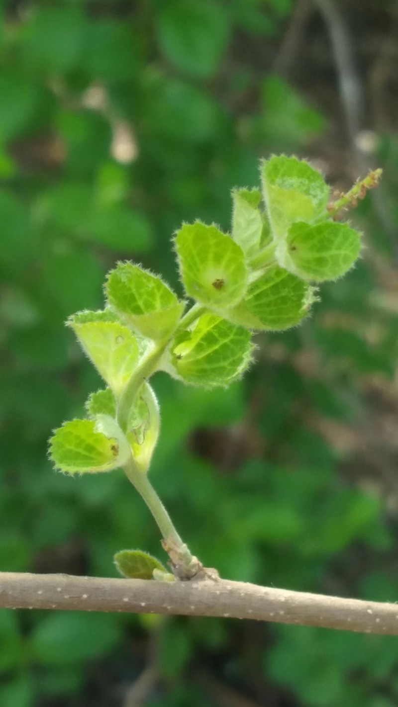 Acalypha boinensis photo 7