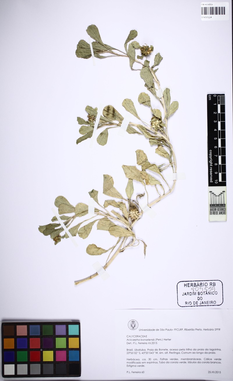 Acalypha boliviensis