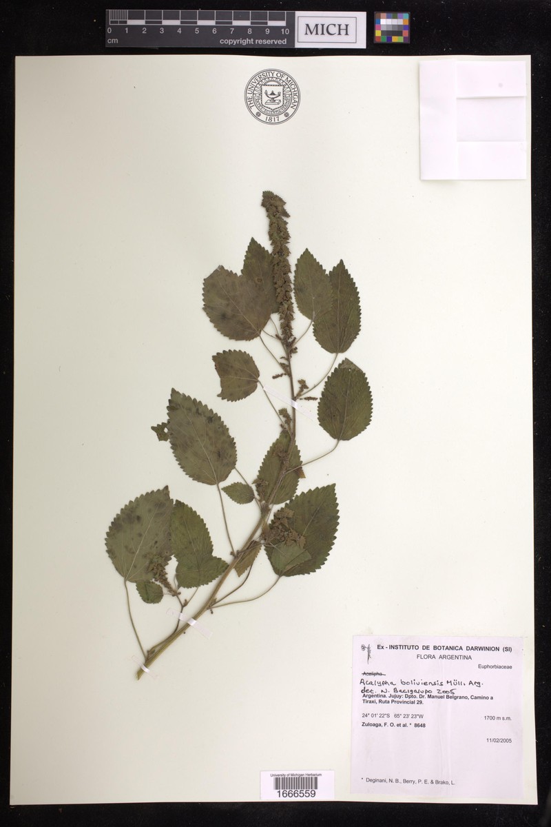 Acalypha boliviensis photo 2