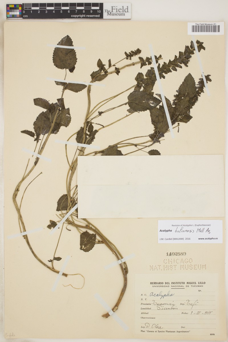 Acalypha boliviensis photo 3