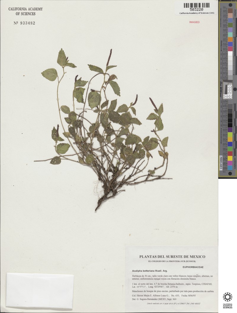Acalypha botteriana