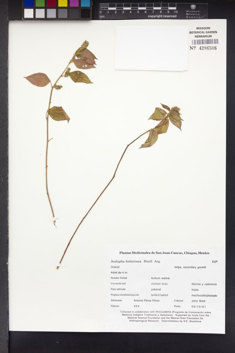 Acalypha botteriana photo 2