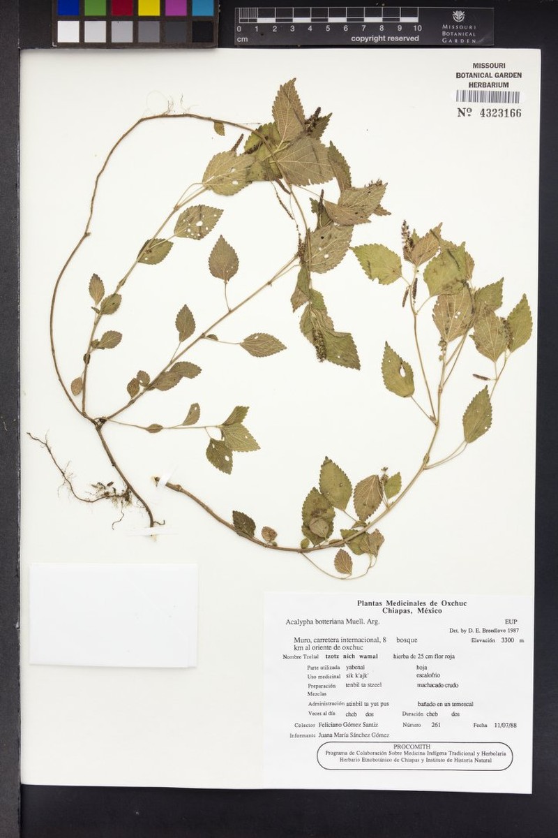 Acalypha botteriana photo 3