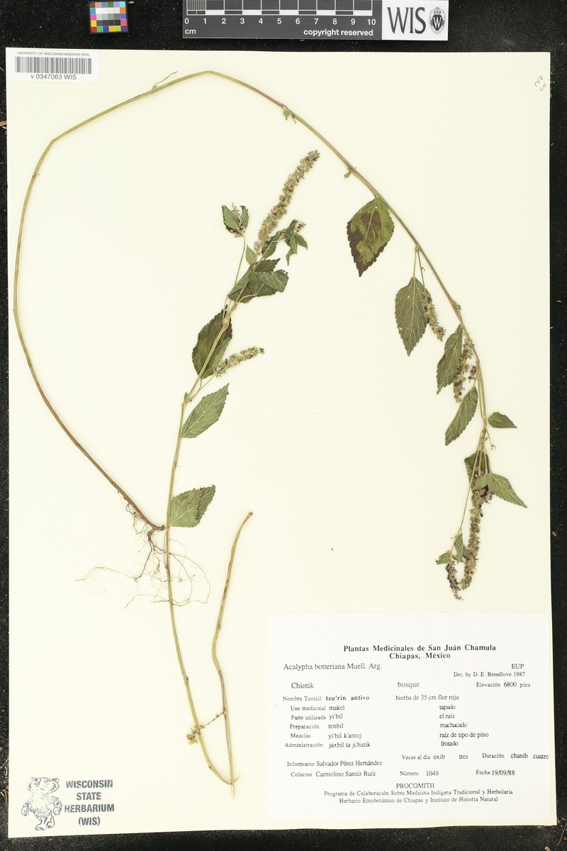Acalypha botteriana photo 4