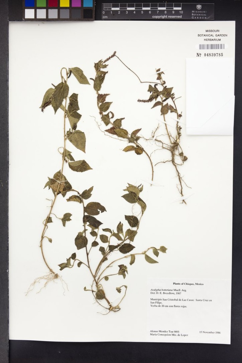 Acalypha botteriana photo 5