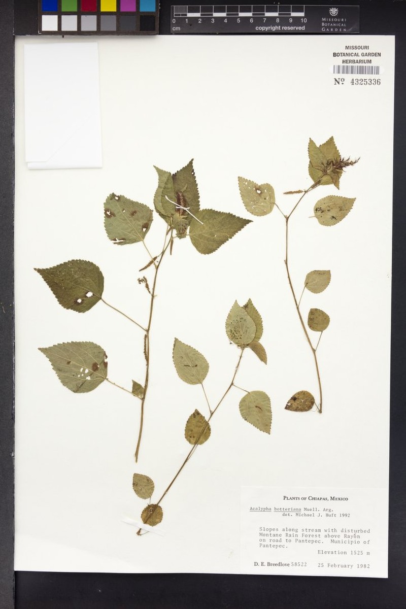 Acalypha botteriana photo 6