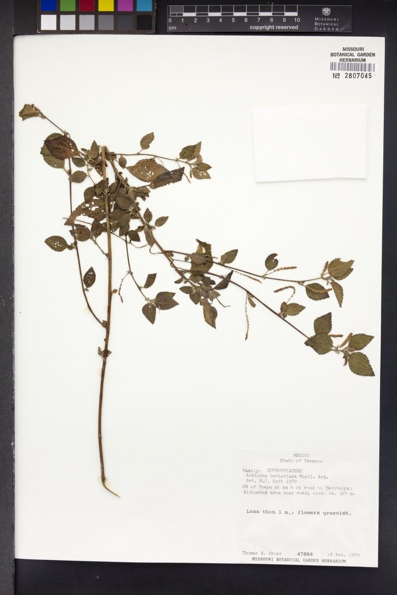 Acalypha botteriana photo 7