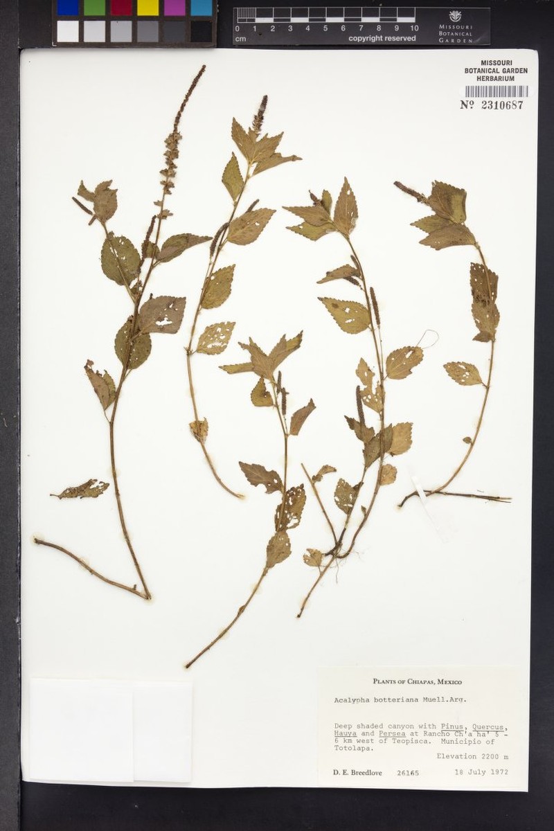 Acalypha botteriana photo 8