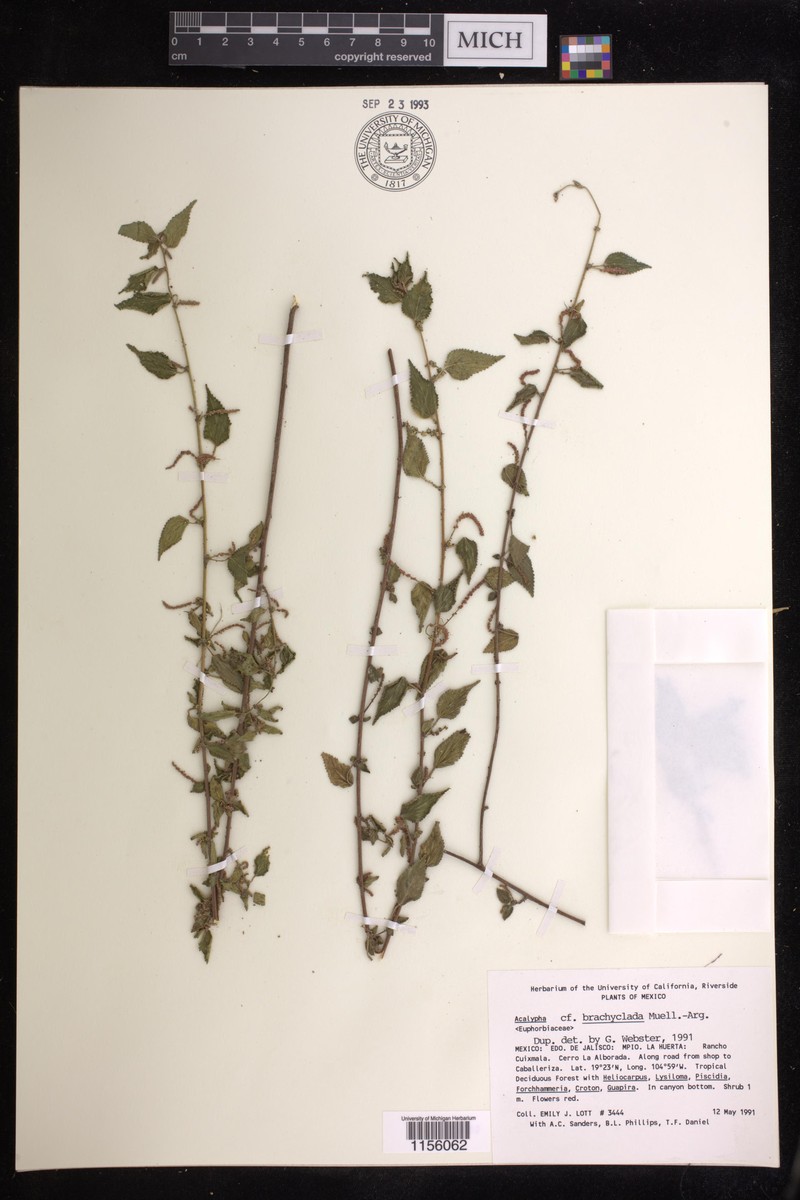Acalypha brachyclada