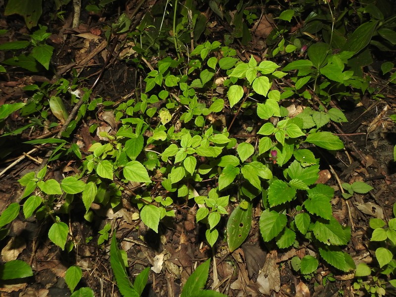 Acalypha brachystachya