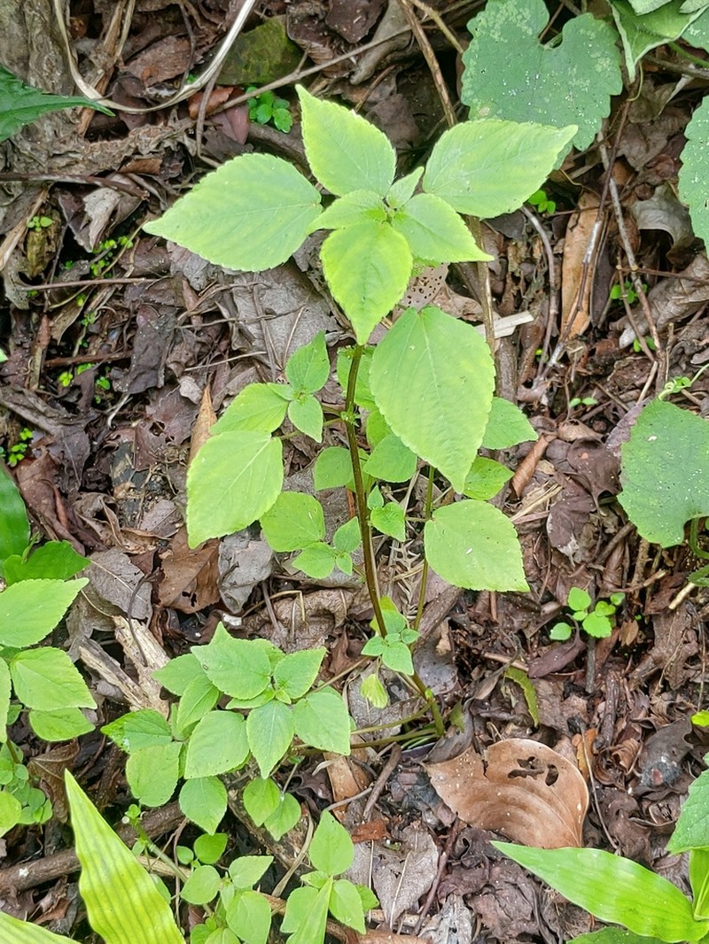 Acalypha brachystachya photo 2