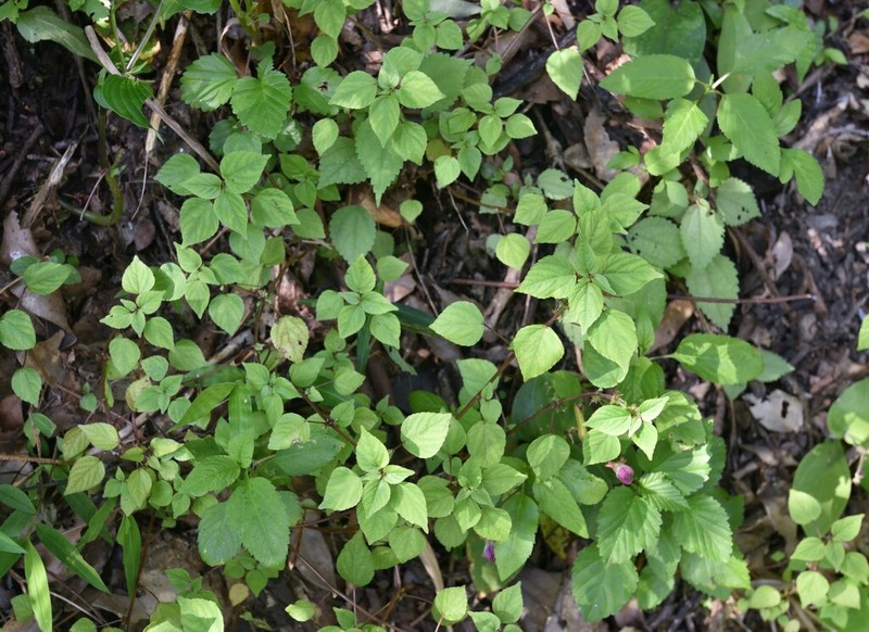Acalypha brachystachya photo 3