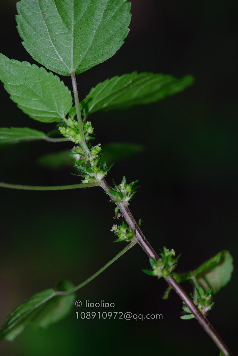 Acalypha brachystachya photo 4