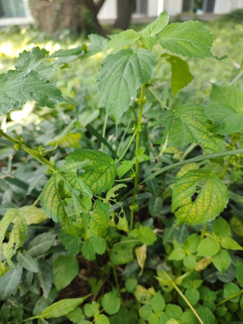 Acalypha brachystachya photo 5