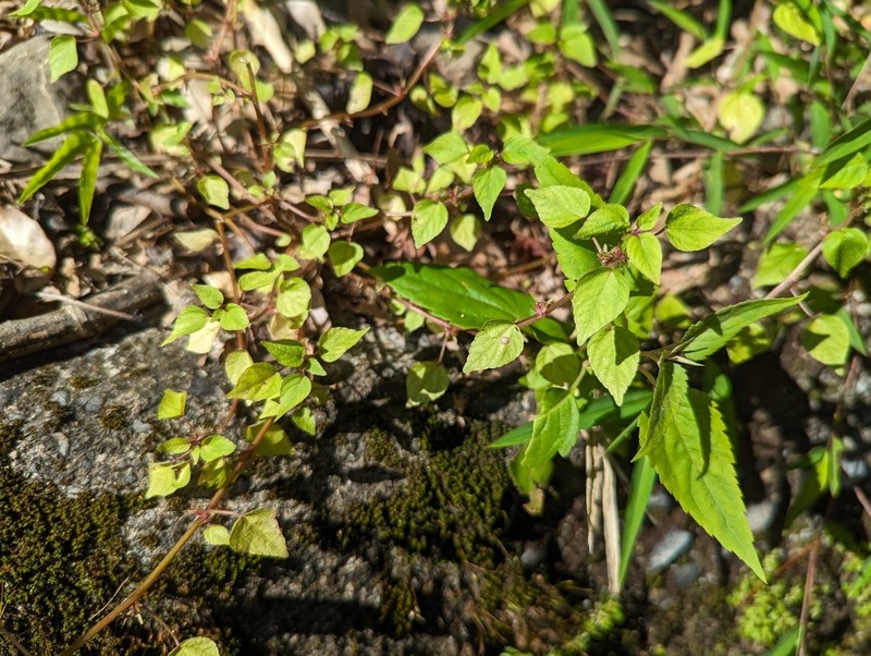 Acalypha brachystachya photo 6