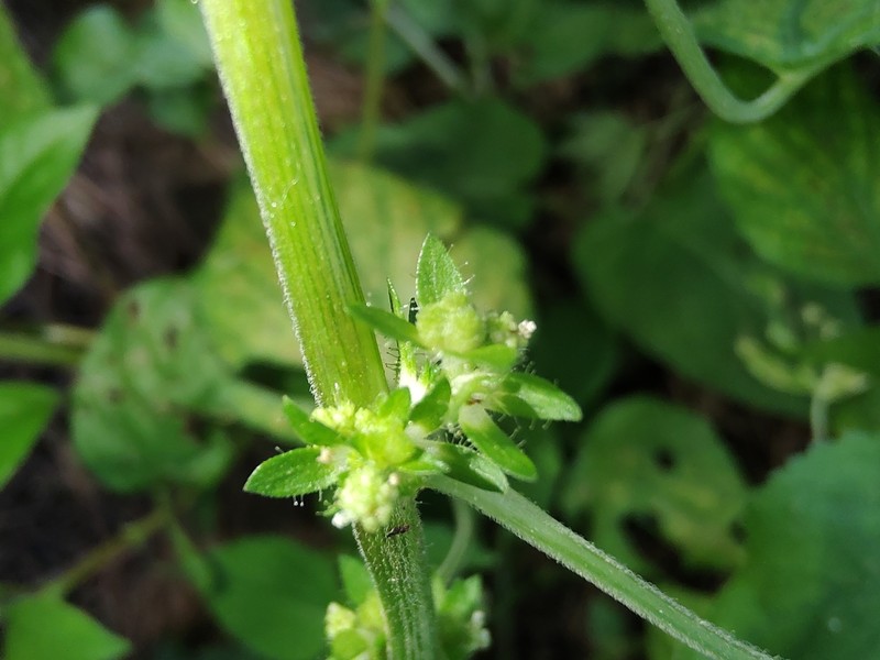 Acalypha brachystachya photo 7