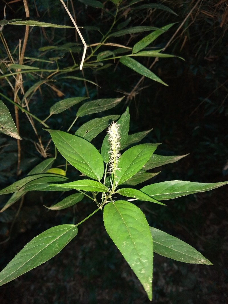 Acalypha brasiliensis