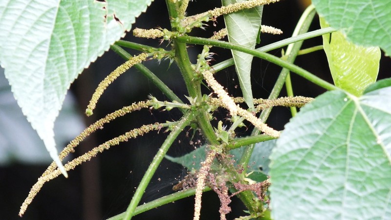 Acalypha brasiliensis photo 2