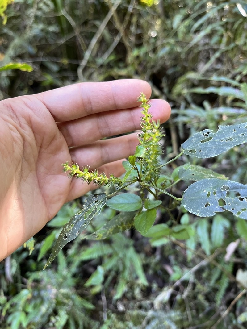 Acalypha brasiliensis photo 3