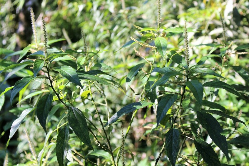 Acalypha brasiliensis photo 4
