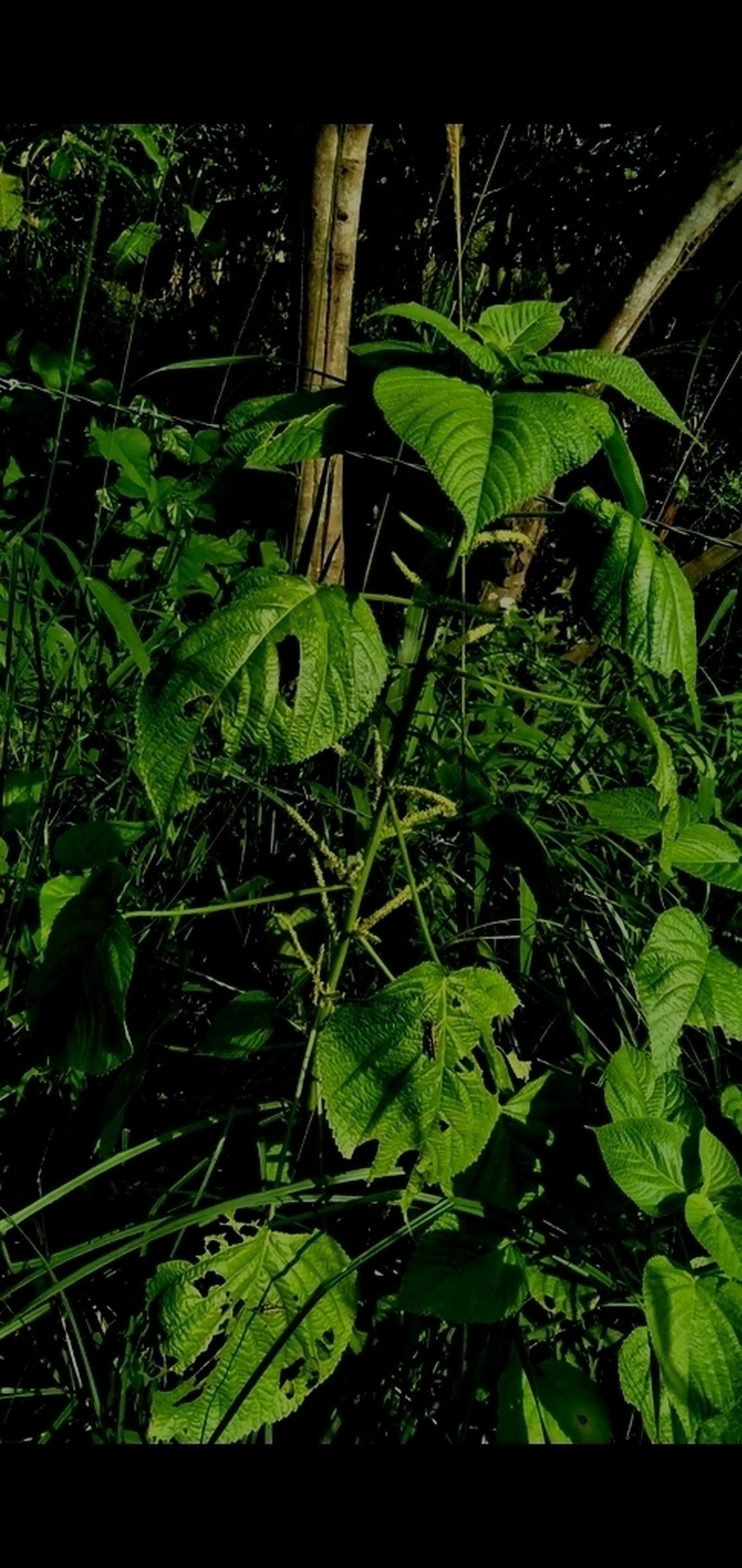 Acalypha brasiliensis photo 5