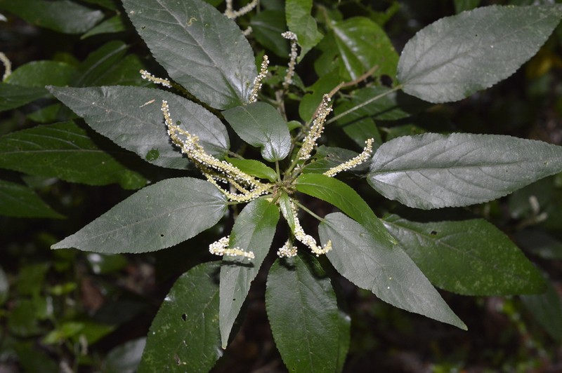 Acalypha brasiliensis photo 6