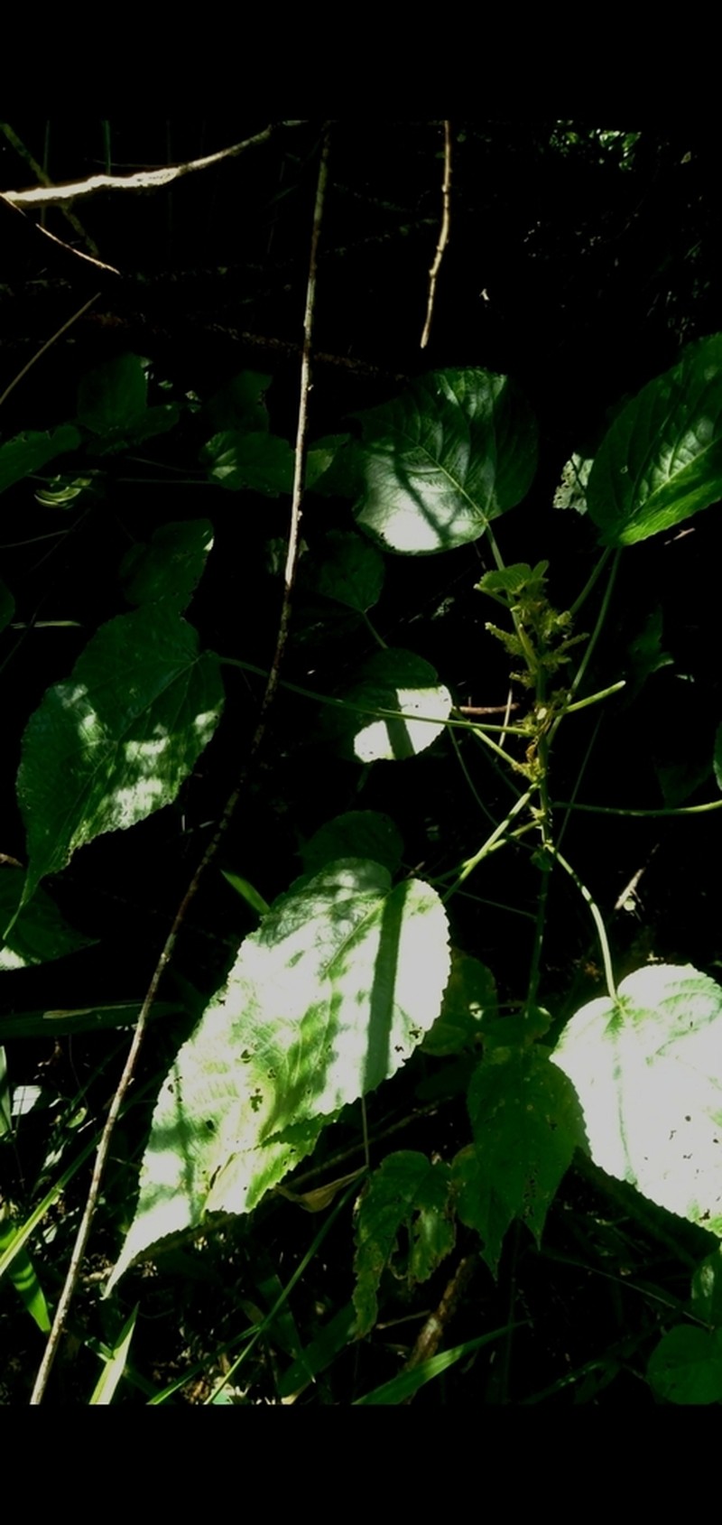 Acalypha brasiliensis photo 7