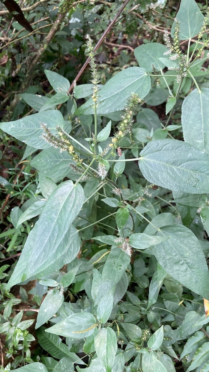 Acalypha brasiliensis photo 8
