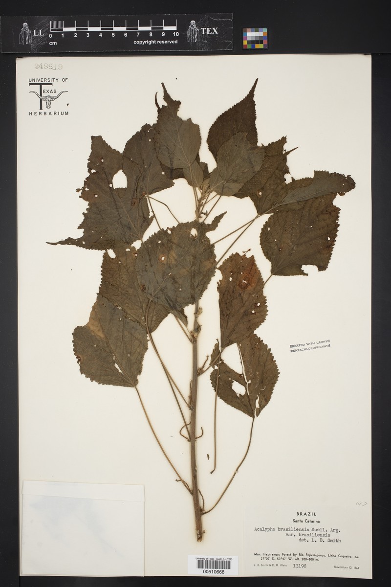 Acalypha brasiliensis subsp. brasiliensis